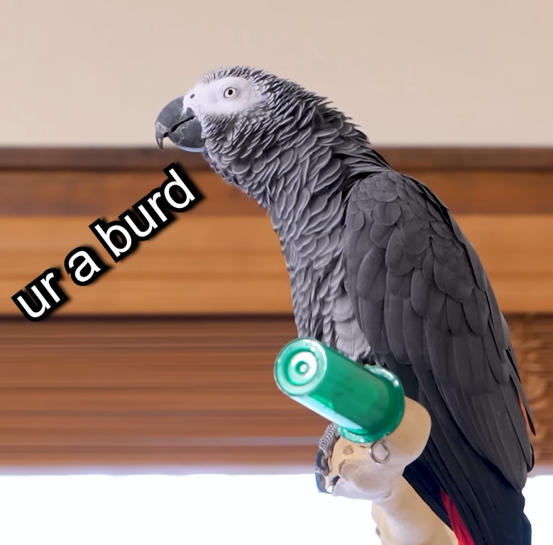 Apollo and Frens - ur a burd Blank Meme Template