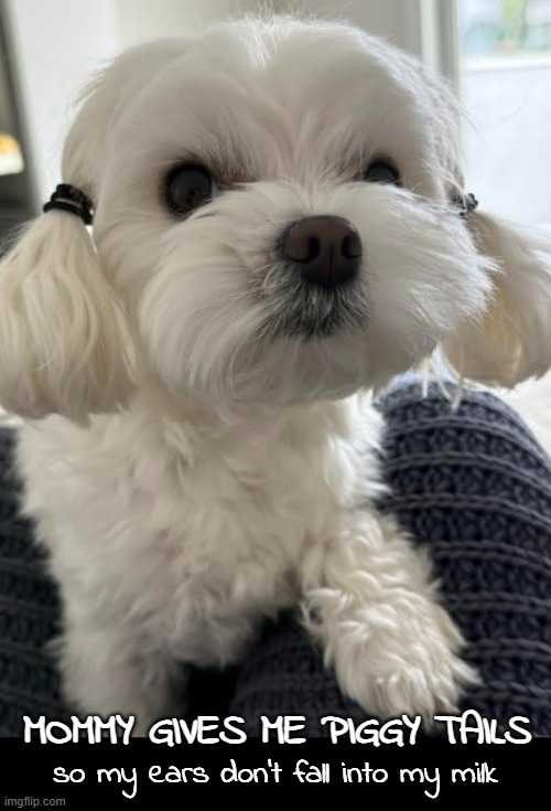 Dexter loves milk. The pig tails--not so much. | MOMMY GIVES ME PIGGY TAILS; so my ears don't fall into my milk | image tagged in funny dog memes,dexter | made w/ Imgflip meme maker