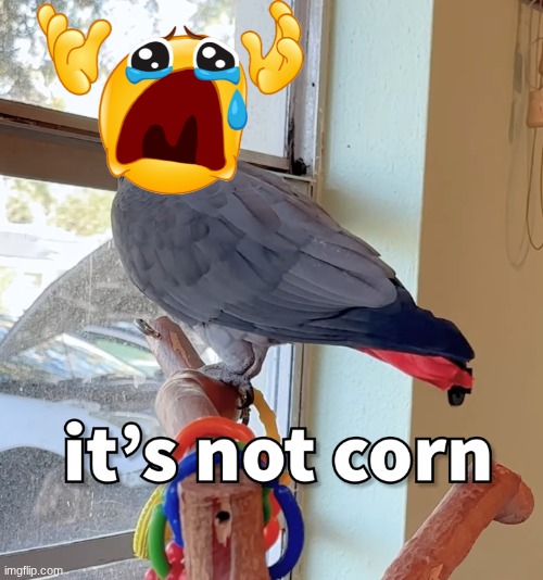 Apollo and Frens - It's Not Corn Blank Meme Template