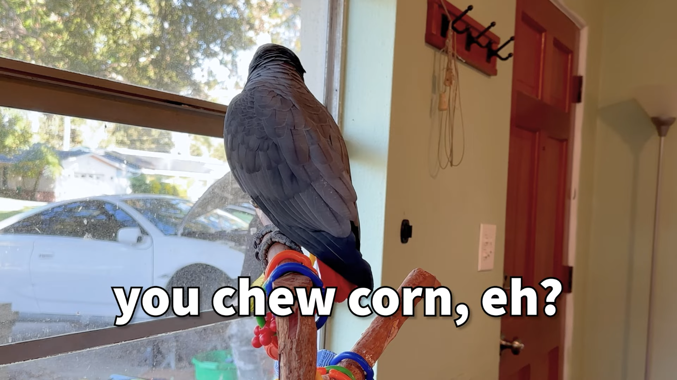 Apollo and Frens - You Chew Corn, Eh? Blank Meme Template