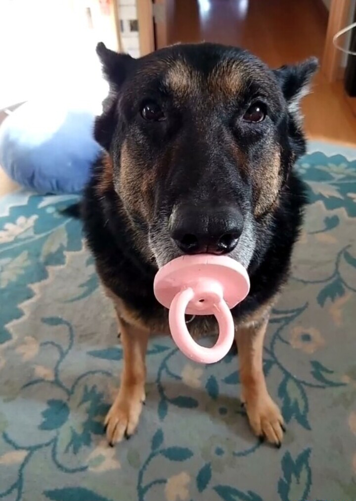 Dog pacifier Blank Meme Template
