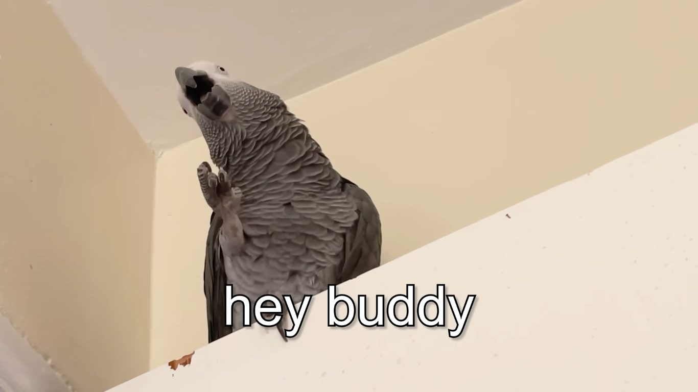 Apollo and Frens - Hey, Buddy Blank Meme Template