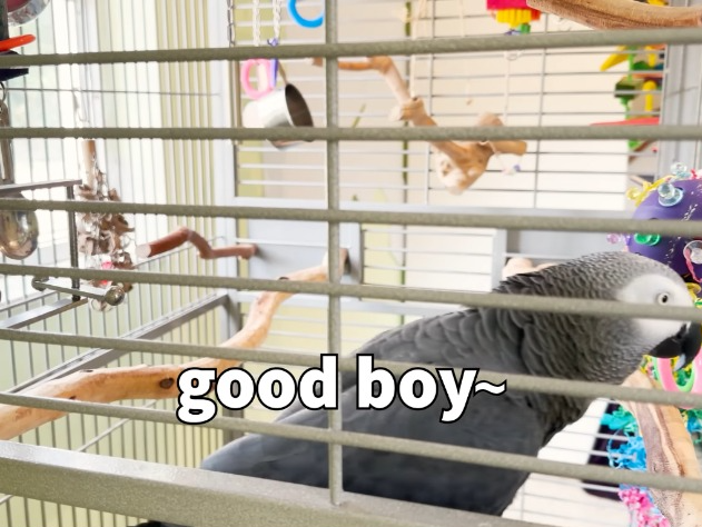 Apollo and Frens: "Good boy~" - Apollo G. Burd Blank Meme Template