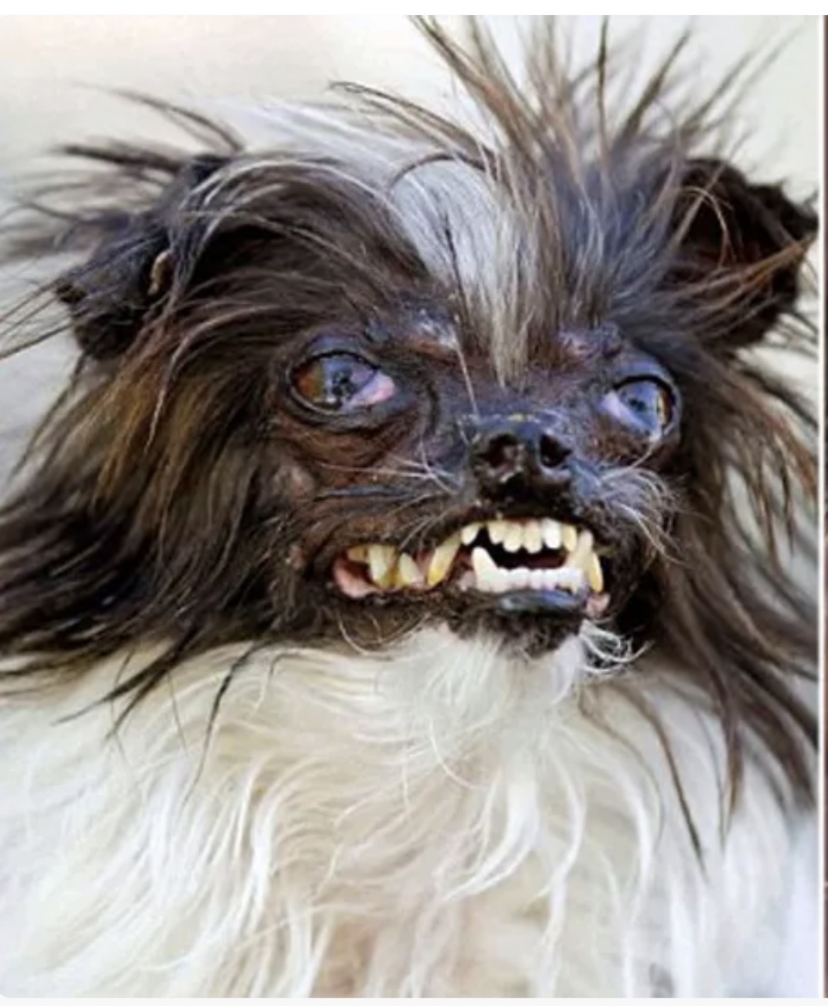 Ugly comfort Blank Meme Template