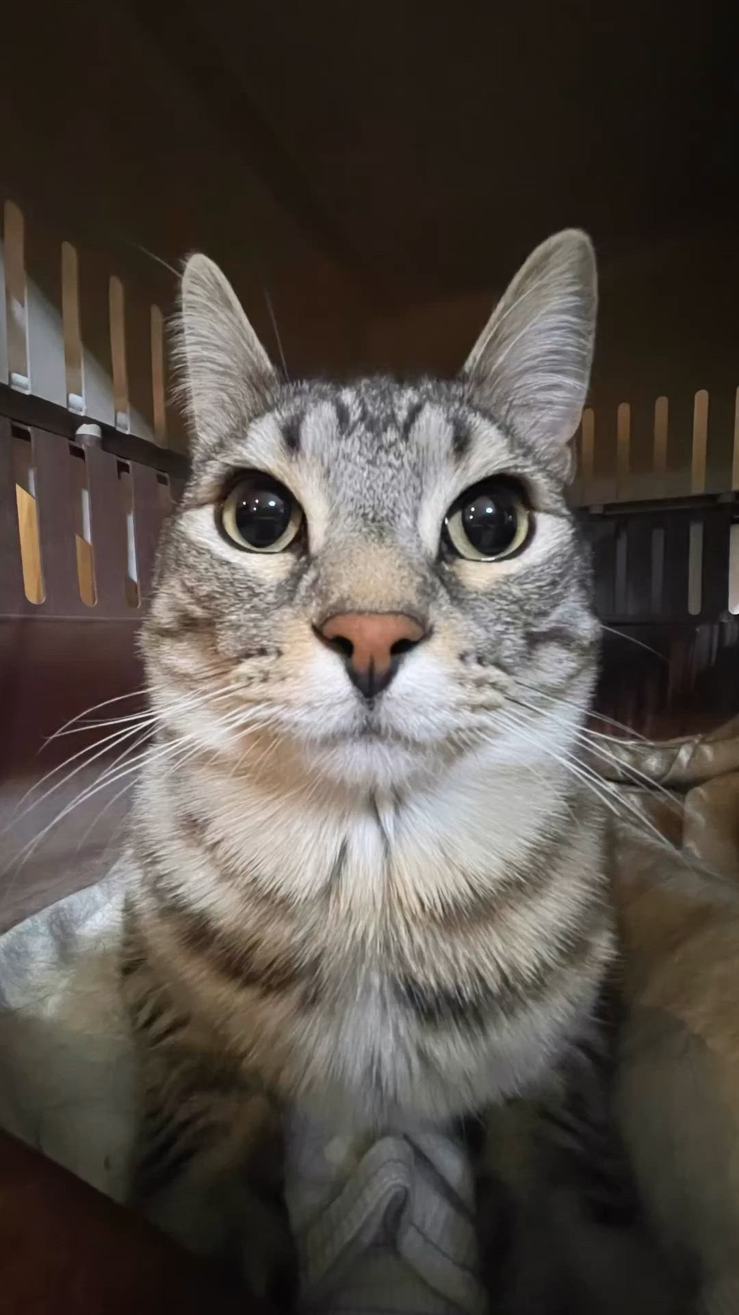 that cat from the thousand yard stare meme, clean Blank Meme Template