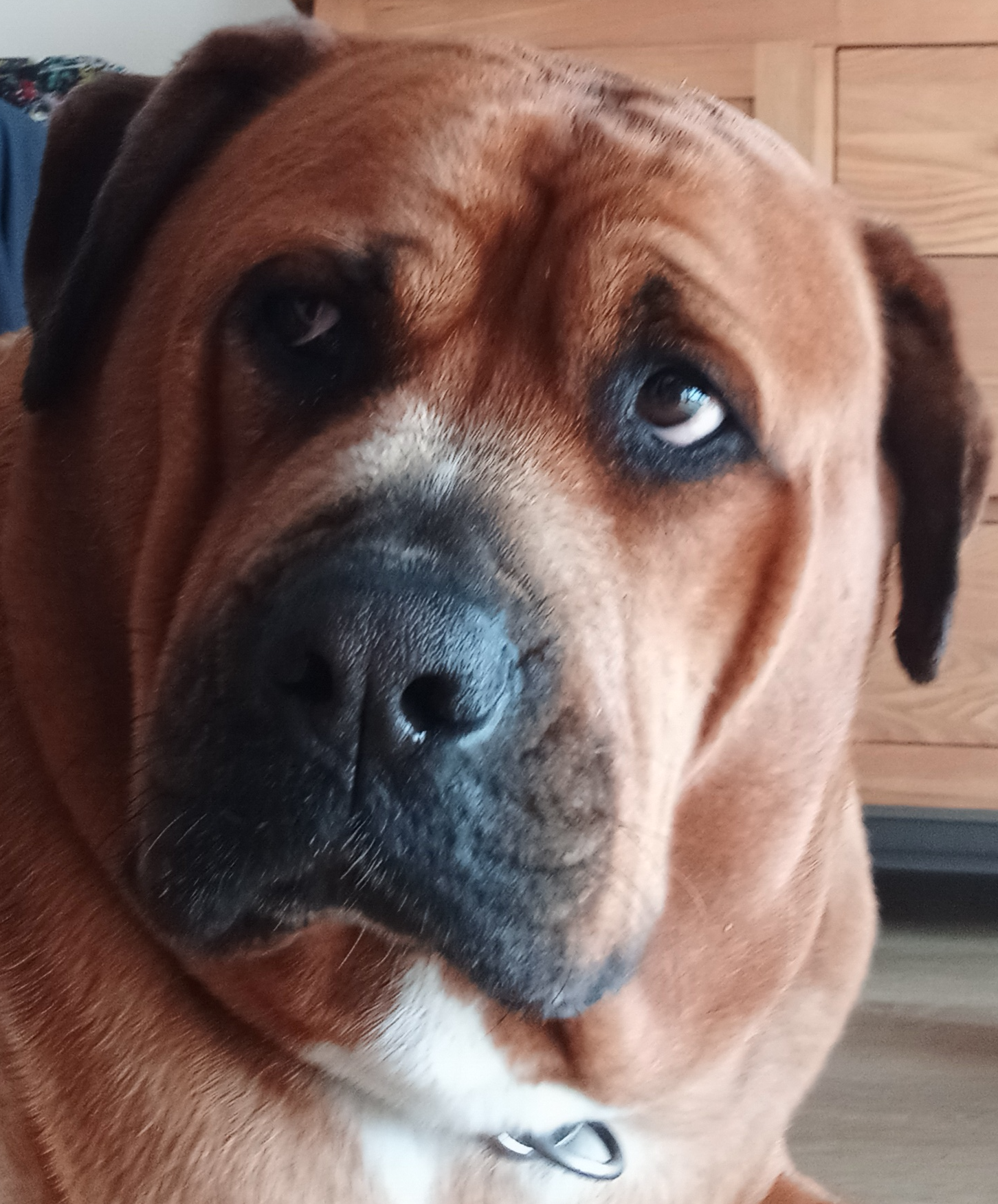 Confused dog Blank Meme Template