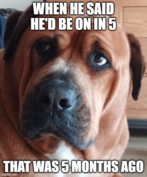 be more specific | WHEN HE SAID HE'D BE ON IN 5; THAT WAS 5 MONTHS AGO | image tagged in weirded out dog | made w/ Imgflip meme maker