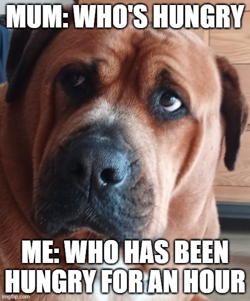 Confused dog | MUM: WHO'S HUNGRY; ME: WHO HAS BEEN HUNGRY FOR AN HOUR | image tagged in weirded out dog | made w/ Imgflip meme maker