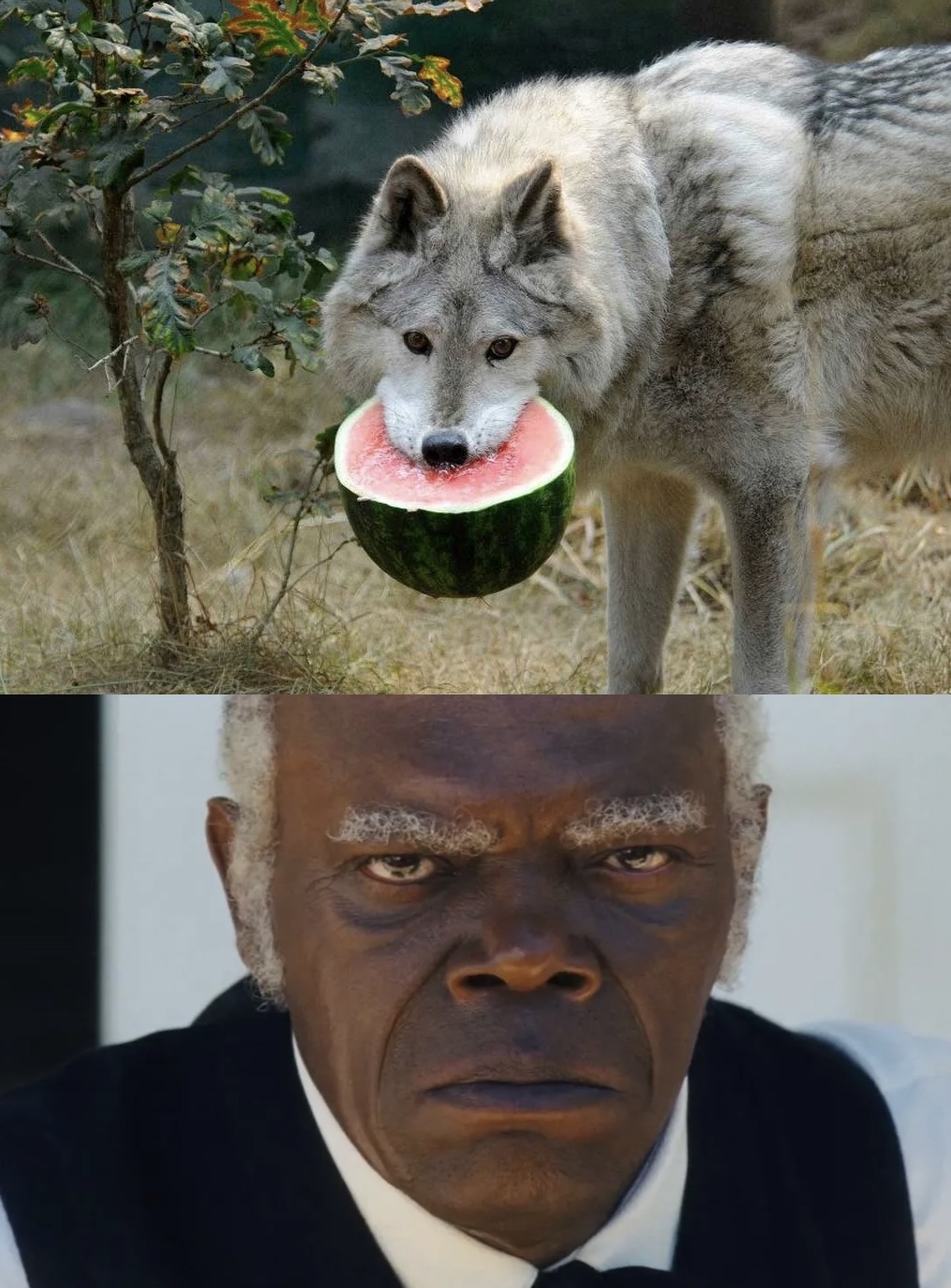 it’s on, beast Blank Meme Template