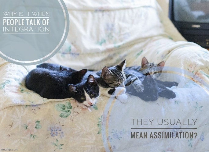 This #lolcat wonders if hoo-mens don't mean assimilation when they say integration | image tagged in lolcat,immigration | made w/ Imgflip meme maker