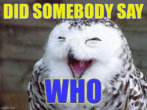 DID SOMEBODY SAY WHO | image tagged in owl happy | made w/ Imgflip meme maker