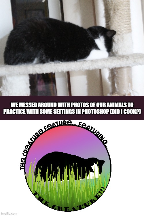 el hijito | WE MESSED AROUND WITH PHOTOS OF OUR ANIMALS TO PRACTICE WITH SOME SETTINGS IN PHOTOSHOP (DID I COOK?) | made w/ Imgflip meme maker