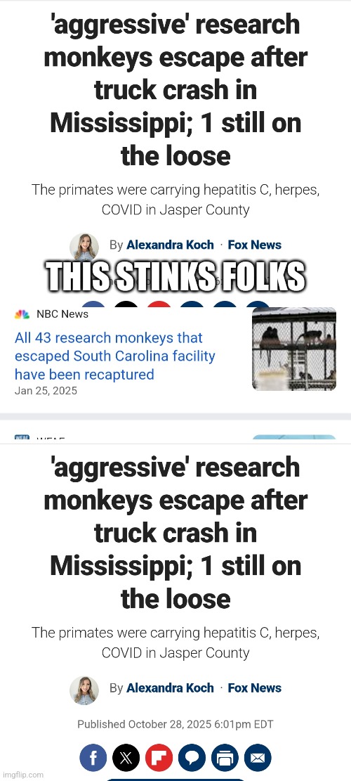 Wtf is going on with loose monkey | THIS STINKS FOLKS | image tagged in monkey | made w/ Imgflip meme maker