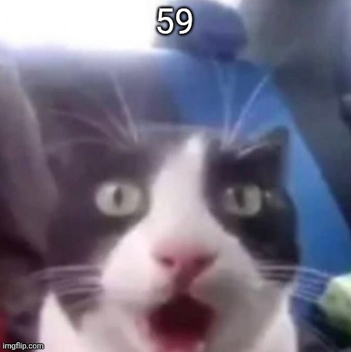 cat shocked | 59 | image tagged in cat shocked | made w/ Imgflip meme maker