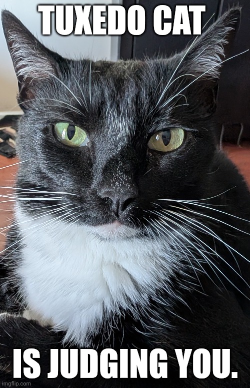 Tuxedo cat | TUXEDO CAT; IS JUDGING YOU. | image tagged in cats,judgemental,funny | made w/ Imgflip meme maker
