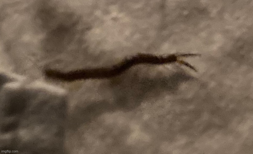 Found this fella in my bed | made w/ Imgflip meme maker