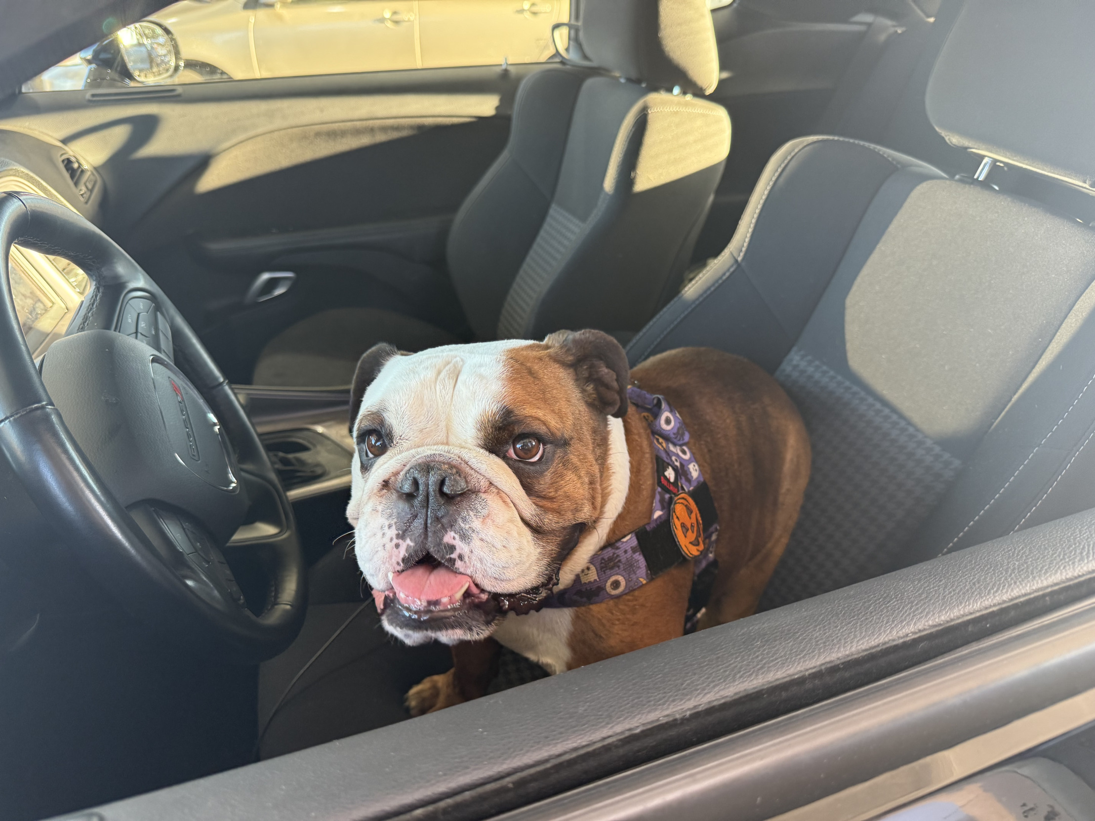 Angus Blank Meme Template