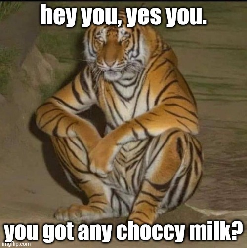 do you? | hey you, yes you. you got any choccy milk? | image tagged in tiger,funny,xd,69420,choccy milk | made w/ Imgflip meme maker
