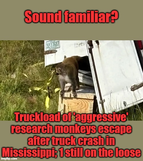 Where's Fauci EBOLA   Outbreak (1995 film ) 1 monkey | Sound familiar? Truckload of 'aggressive' research monkeys escape after truck crash in Mississippi; 1 still on the loose | made w/ Imgflip meme maker