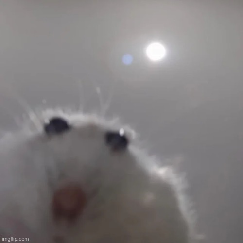 W u n k t e r. | image tagged in memes,shitpost,wunkus,that's just silly cat | made w/ Imgflip meme maker