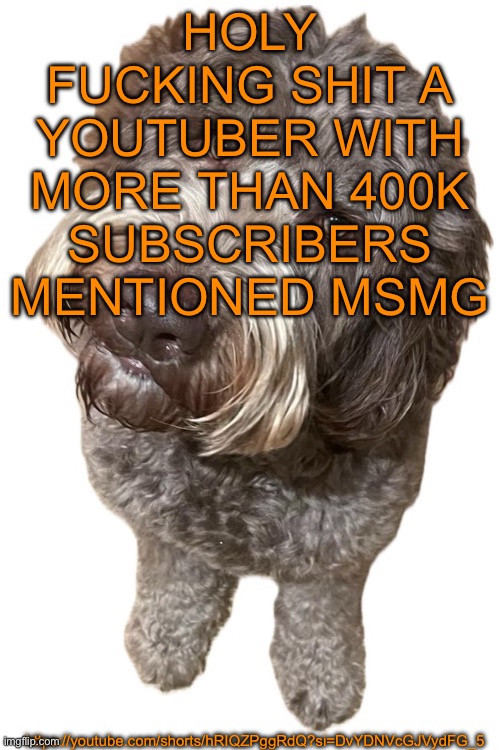 We’re lowkey getting attention | HOLY FUCKING SHIT A YOUTUBER WITH MORE THAN 400K SUBSCRIBERS MENTIONED MSMG; https://youtube.com/shorts/hRIQZPggRdQ?si=DvYDNVcGJVydFG_5 | image tagged in norther's dog | made w/ Imgflip meme maker