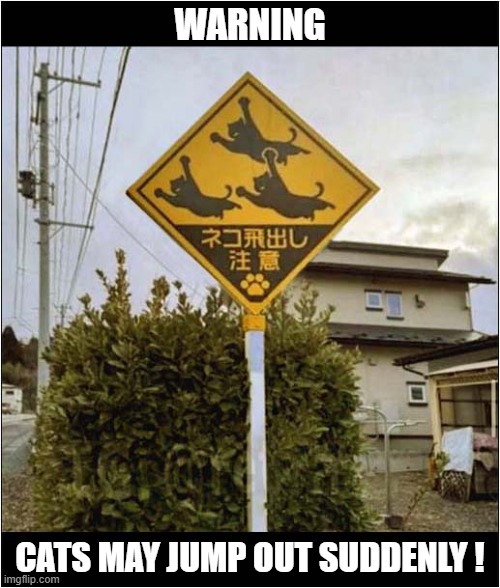 Be Careful In Japan ! | WARNING; CATS MAY JUMP OUT SUDDENLY ! | image tagged in cats,japanese,warning sign,jumping | made w/ Imgflip meme maker