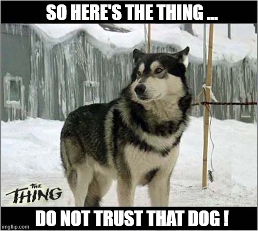 If You Know, You Know ! | SO HERE'S THE THING ... DO NOT TRUST THAT DOG ! | image tagged in dogs,if you know you know,play on words | made w/ Imgflip meme maker