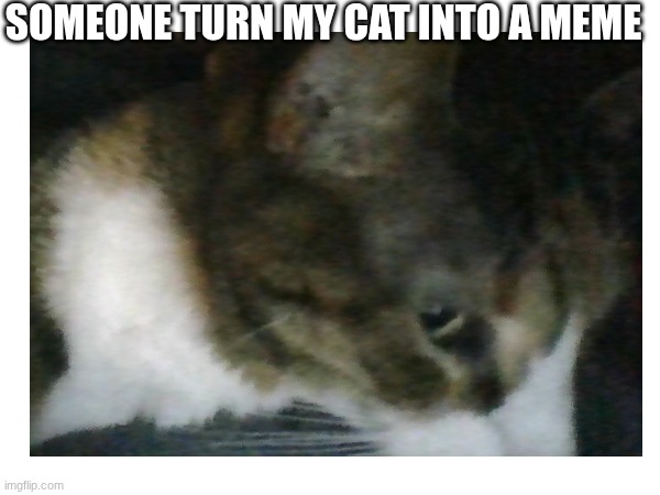 my cat | SOMEONE TURN MY CAT INTO A MEME | image tagged in cat,cute,the best cat,hehehe | made w/ Imgflip meme maker