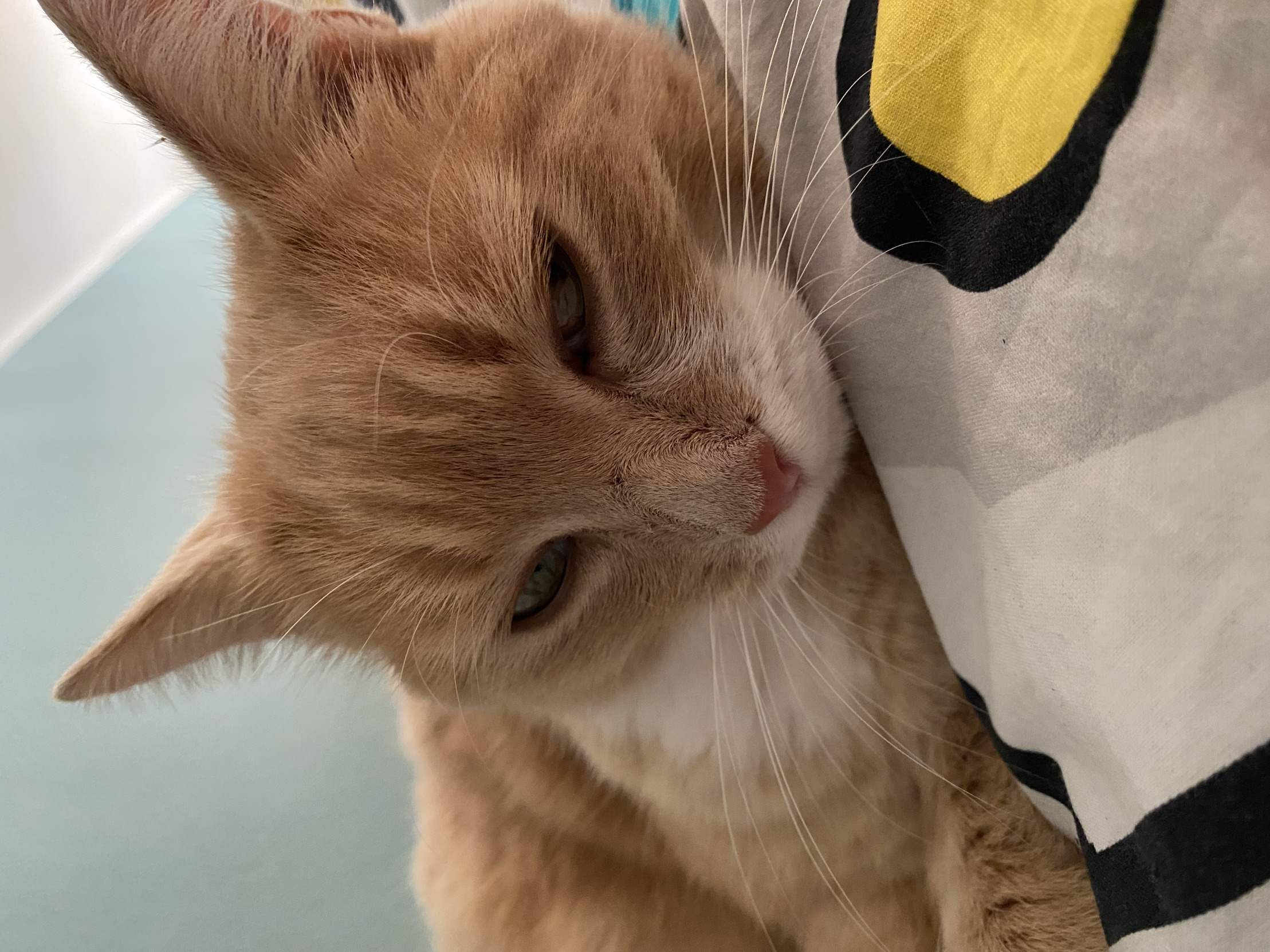 POV Katzen: Blank Meme Template