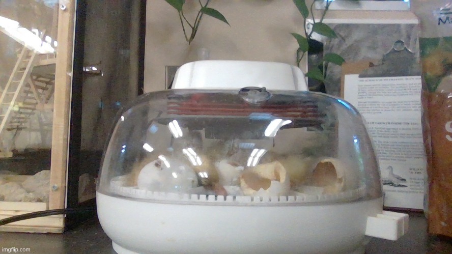 THE DUCKLINGS HATCHED | made w/ Imgflip meme maker