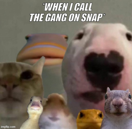 The gang | *WHEN I CALL THE GANG ON SNAP* | image tagged in the council remastered | made w/ Imgflip meme maker