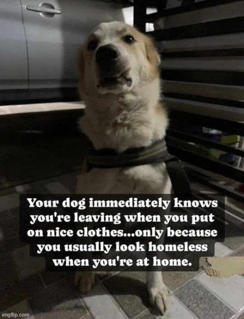 You know it is true... | image tagged in dogs,animal,ultra instinct shaggy,ultra instinct,leaving | made w/ Imgflip meme maker