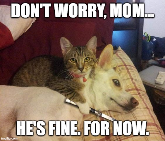 Cat knife Dog | DON'T WORRY, MOM... HE'S FINE. FOR NOW. | image tagged in cat knife dog | made w/ Imgflip meme maker