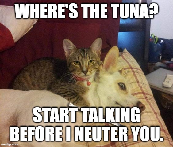 start talking or stop walking | WHERE'S THE TUNA? START TALKING BEFORE I NEUTER YOU. | image tagged in cat knife dog | made w/ Imgflip meme maker