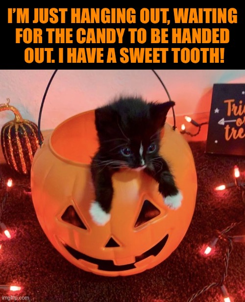 He can’t eat chocolate, but he likes other stuff… | I’M JUST HANGING OUT, WAITING 
FOR THE CANDY TO BE HANDED 
OUT. I HAVE A SWEET TOOTH! | image tagged in cats,halloween,kitten,pumpkin,candy,sweet tooth | made w/ Imgflip meme maker