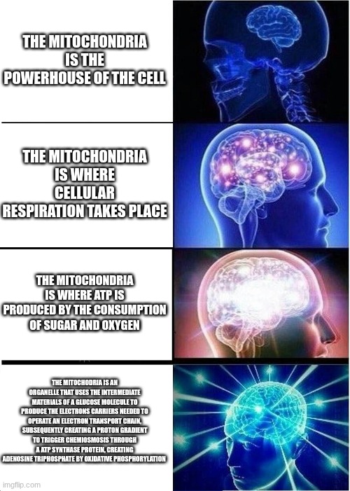 Expanding Brain | THE MITOCHONDRIA IS THE POWERHOUSE OF THE CELL; THE MITOCHONDRIA IS WHERE CELLULAR RESPIRATION TAKES PLACE; THE MITOCHONDRIA IS WHERE ATP IS PRODUCED BY THE CONSUMPTION OF SUGAR AND OXYGEN; THE MITOCHODRIA IS AN ORGANELLE THAT USES THE INTERMEDIATE MATERIALS OF A GLUCOSE MOLECULE TO PRODUCE THE ELECTRONS CARRIERS NEEDED TO OPERATE AN ELECTRON TRANSPORT CHAIN, SUBSEQUENTLY CREATING A PROTON GRADIENT TO TRIGGER CHEMIOSMOSIS THROUGH A ATP SYNTHASE PROTEIN, CREATING ADENOSINE TRIPHOSPHATE BY OXIDATIVE PHOSPHORYLATION | image tagged in memes,expanding brain | made w/ Imgflip meme maker