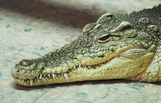 sad crocodile Blank Meme Template