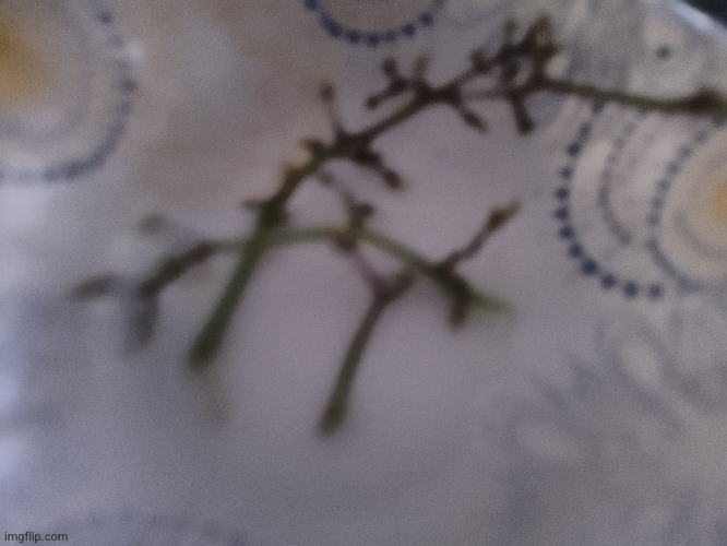 I ate the rapes | made w/ Imgflip meme maker