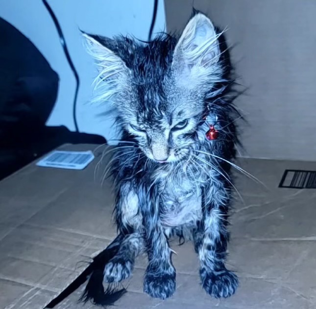 Anger Blank Meme Template