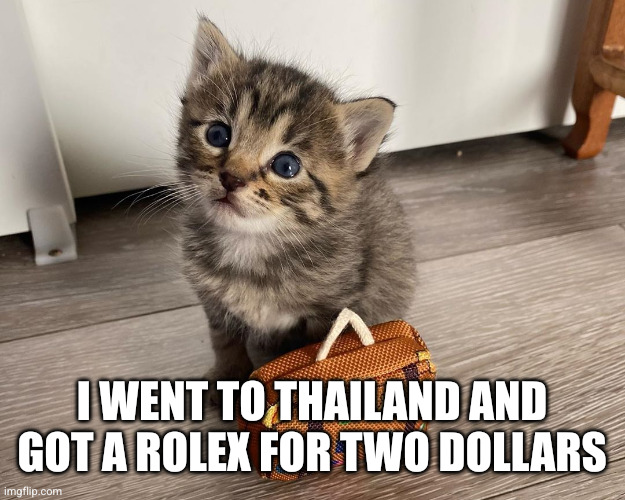 Cat with luggage | I WENT TO THAILAND AND GOT A ROLEX FOR TWO DOLLARS | image tagged in cat with luggage | made w/ Imgflip meme maker