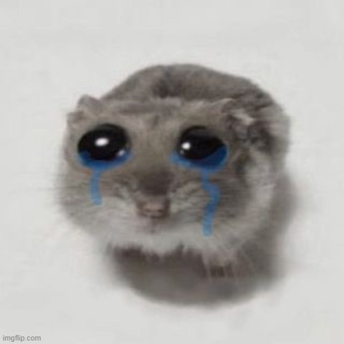 Sad hamster | image tagged in sad hamster | made w/ Imgflip meme maker