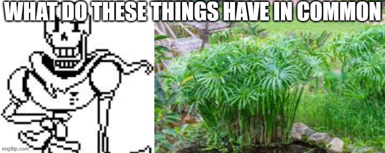 Papyrus And Papyrus | WHAT DO THESE THINGS HAVE IN COMMON | image tagged in papyrus,plant,what do they have in common,undertale papyrus,undertale | made w/ Imgflip meme maker