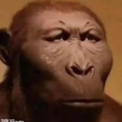 serious monkey | image tagged in serious monkey | made w/ Imgflip meme maker