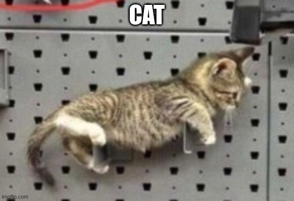 CAT | made w/ Imgflip meme maker