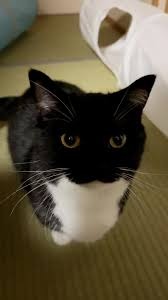 Mfw a shit movie series made my favorite car cost $200,000: | image tagged in uni | made w/ Imgflip meme maker