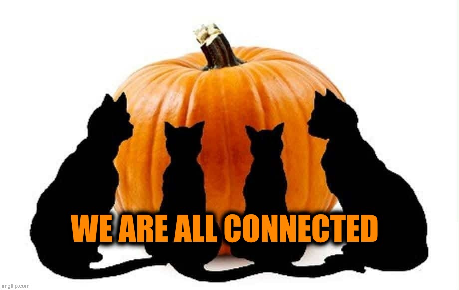 We Are All Connected. | WE ARE ALL CONNECTED | image tagged in black cat,pumpkin,great pumpkin,humanity,together,love | made w/ Imgflip meme maker