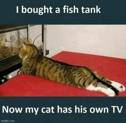 Cat tv | image tagged in repost,cat tv | made w/ Imgflip meme maker