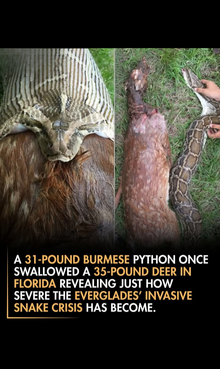 Funny Blank Meme Template