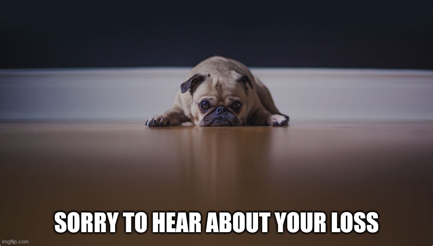 so sorry | SORRY TO HEAR ABOUT YOUR LOSS | image tagged in so sorry | made w/ Imgflip meme maker