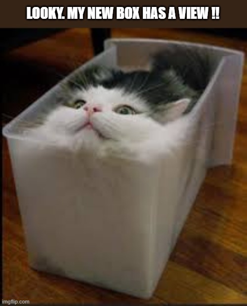 My cat loves her new "box" because it has a view.  --  funny  -- | LOOKY. MY NEW BOX HAS A VIEW !! | image tagged in cat,funny,kittens,humor,box,funny cat memes | made w/ Imgflip meme maker